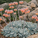 Kotyledón okrúhlolistý (Cotyledon orbiculata) ´KAROO´ - výška 20-30 cm, kont. C20L - OKRASNÝ KVETINÁČ